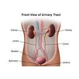 Urinary